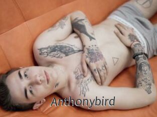 Anthonybird