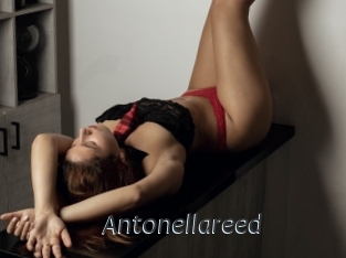 Antonellareed