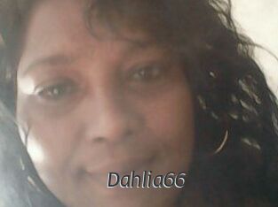 Dahlia66