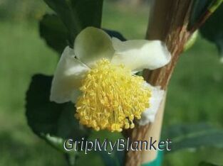 GripMyBlanket