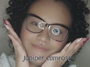 Juniper_camrose