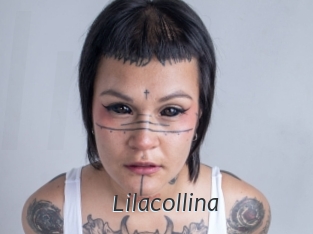 Lilacollina