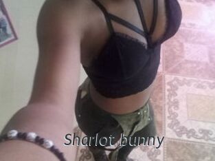Sharlot_bunny