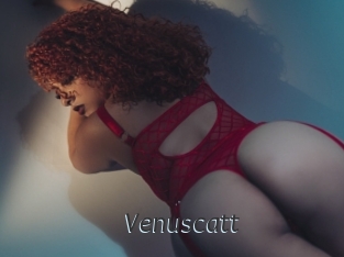 Venuscatt